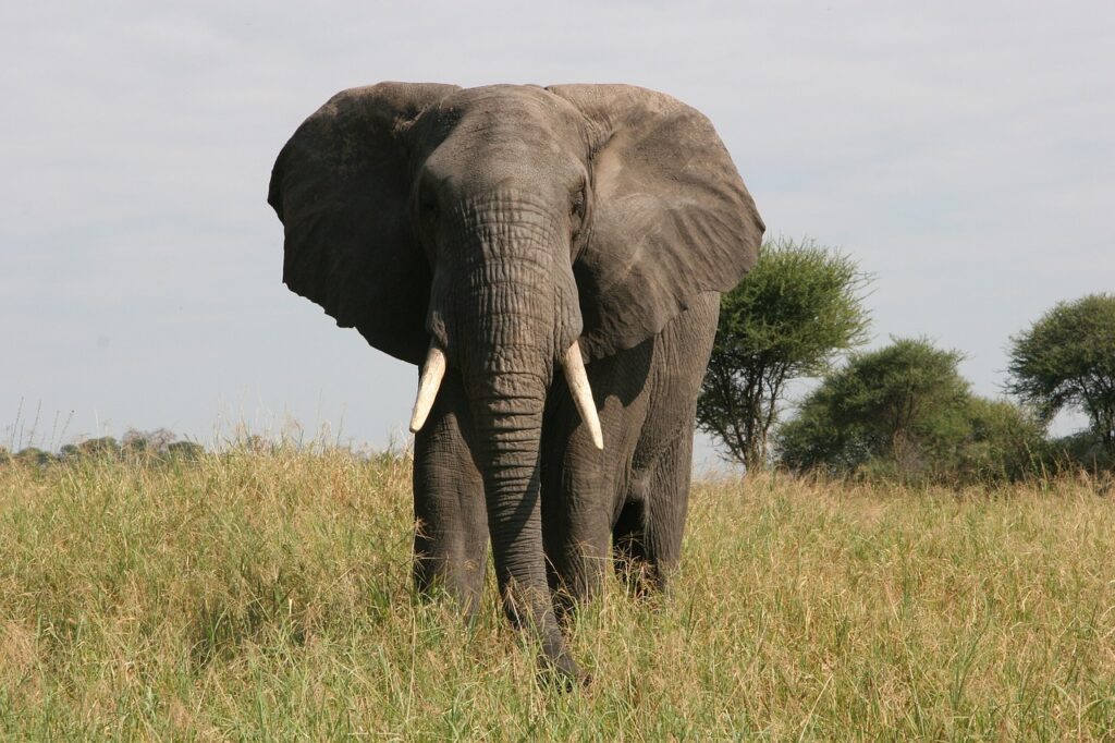 elephant, tusk, safari-3426522.jpg