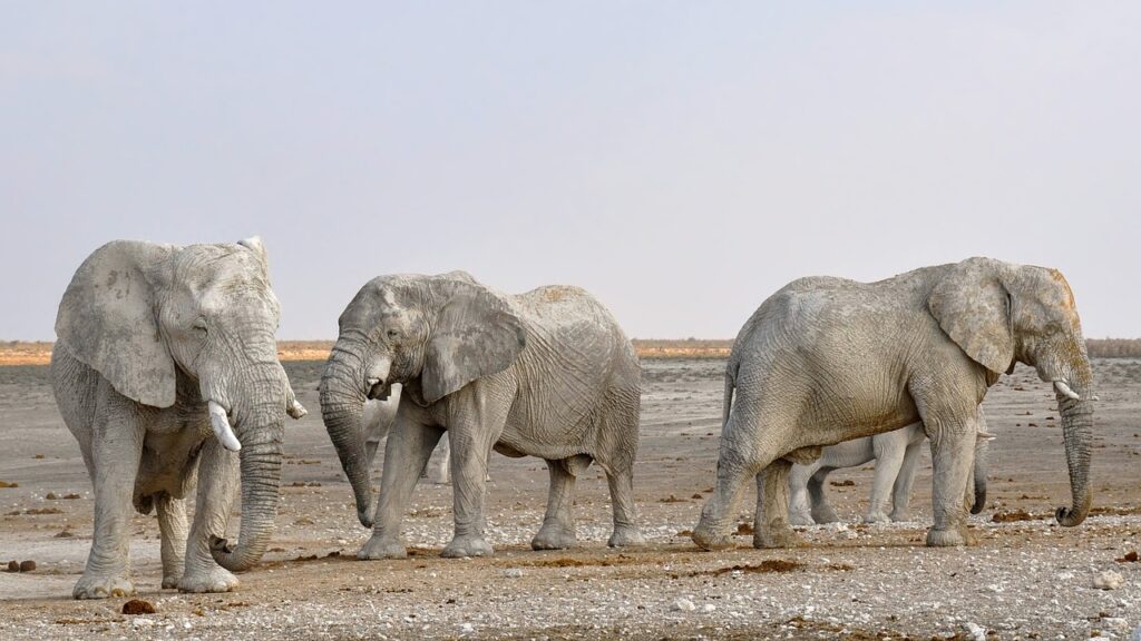 elephants, trunks, african bush elephants-1170111.jpg