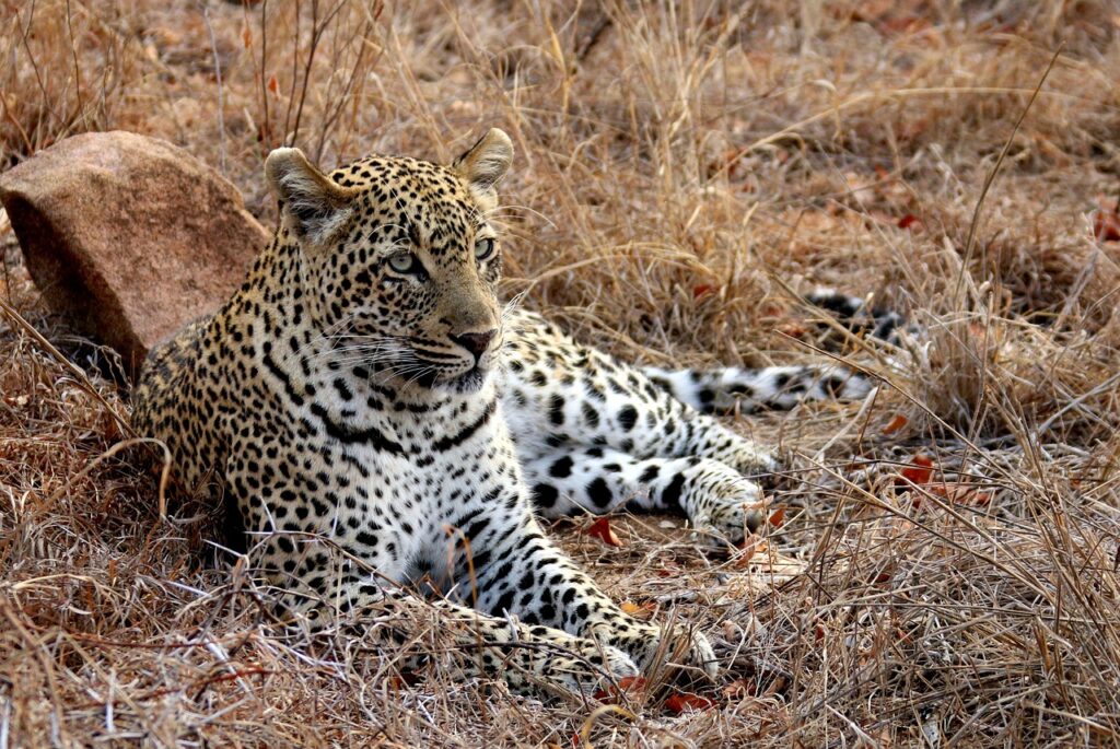 leopard, africa, kruger-1364420.jpg