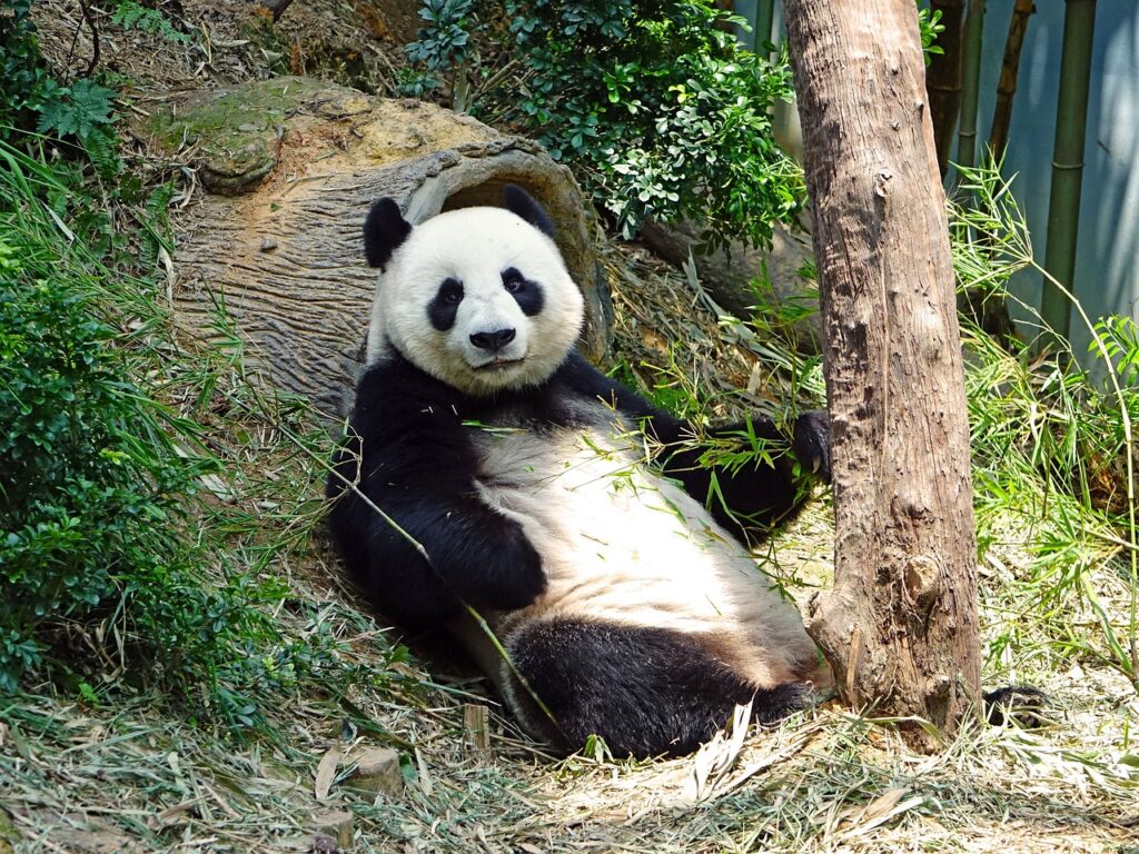 panda, endangered, rare-505149.jpg