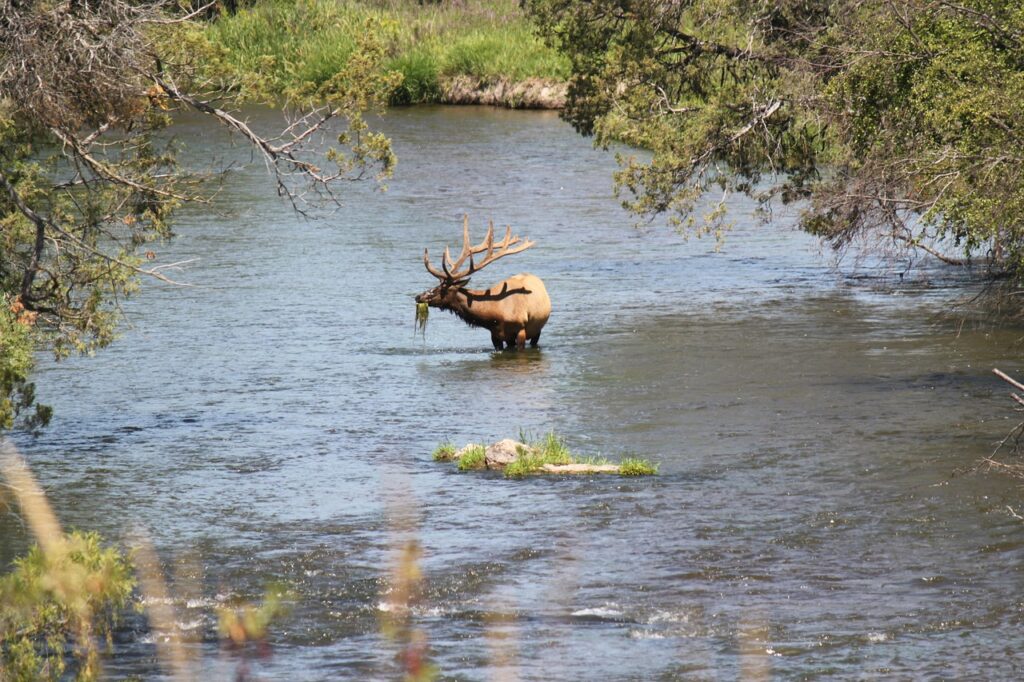 river, elk, wildlife-2494456.jpg