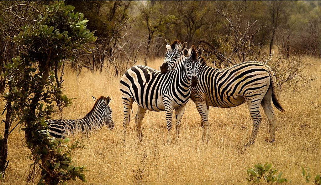 zebras, group, savanna-2801451.jpg