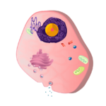 cell, cell nucleus, cytoblast-156402.jpg