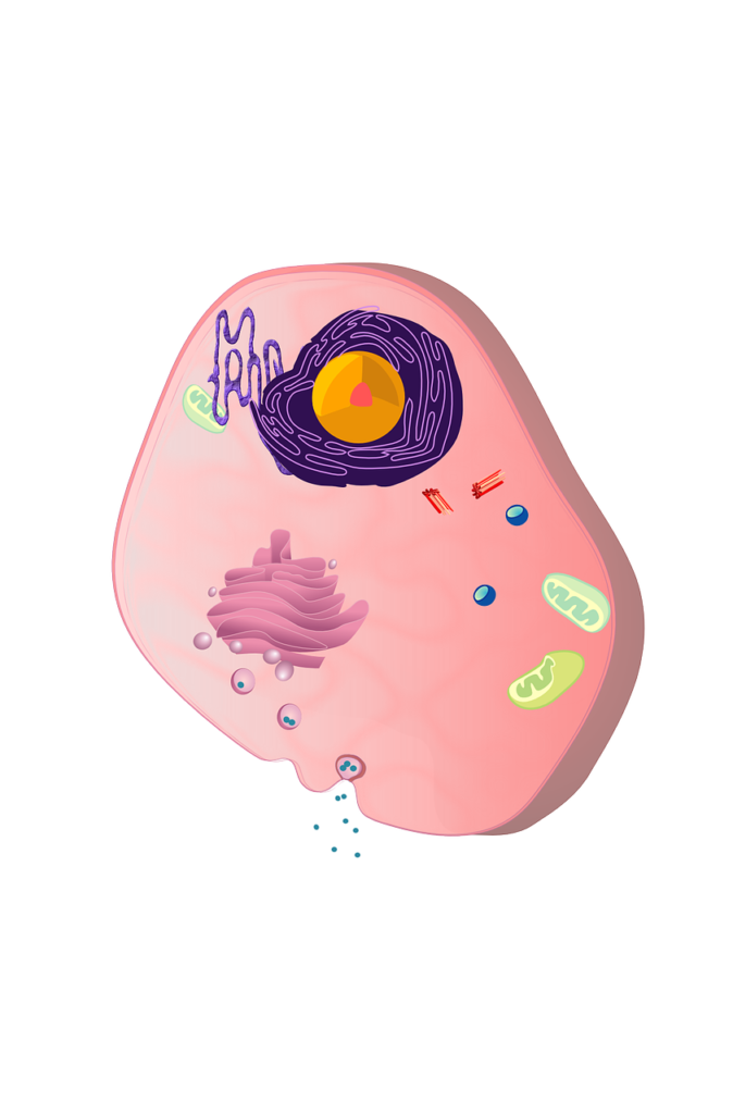 cell, cell nucleus, cytoblast-156402.jpg